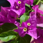 Top hoa cảnh cần cắt tỉa vào tháng 8 - Hoa giấy