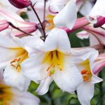 Top hoa chỉ có nhị - Hoa bách hợp