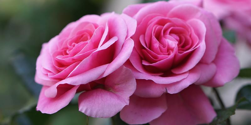 Top hoa chỉ có ở Việt Nam - Hoa hồng