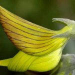 Top hoa có tên cực lạ - Hoa mỏ vẹt