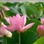 Top hoa đặt bàn thờ - Hoa sen