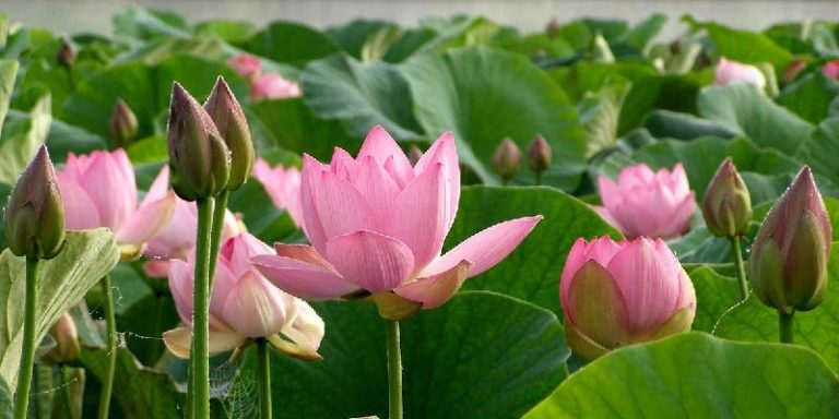 Top hoa đặt bàn thờ - Hoa sen