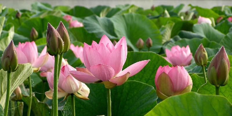 Top hoa đặt bàn thờ - Hoa sen