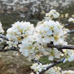 top hoa đẹp Ireland