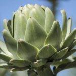 Top hoa đẹp nhất Đà Lạt - Hoa atiso