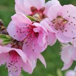 Top hoa đẹp nhất Hà Nội - Hoa đào