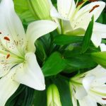 Top hoa đẹp nhất Hà Nội - Hoa loa kèn