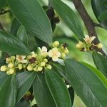 Top hoa đẹp nhất Hà Nội - Hoa sấu