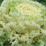 Top hoa đẹp nhất Mộc Châu - Hoa cải trắng