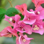 Top hoa đẹp nhất Quảng Ninh - Hoa giấy