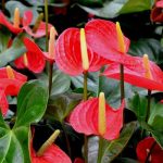 Top hoa đẹp nhưng độc cần lưu ý - Hoa hồng môn