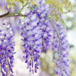 Top hoa đẹp nhưng độc cần lưu ý - Hoa tử đằng