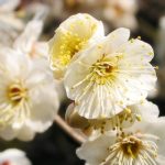 Top hoa đẹp ở Hoà Bình - Hoa mận