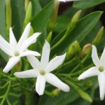 Top hoa màu khói đẹp mắt - Hoa nhài