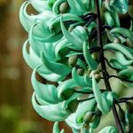 Top hoa màu xanh lá độc đáo - Hoa móng cọp