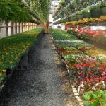 top hoa mọc thành chùm