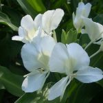 Top hoa nổi tiếng của Cu Ba - Hoa bạch yến