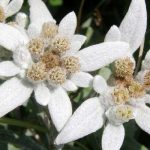 Top hoa nổi tiếng của Cu Ba - Hoa nhung