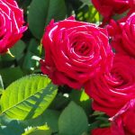 Top hoa tặng bạn mới quen - Hoa hồng pastel