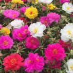 Top hoa trồng trang trí đường làng đẹp mắt - Hoa mười giờ