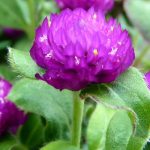 Top hoa tươi lâu tàn nhất - Hoa cúc bạch nhật