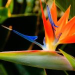 Top hoa ven biển Thái Bình Dương - Hoa thiên điểu