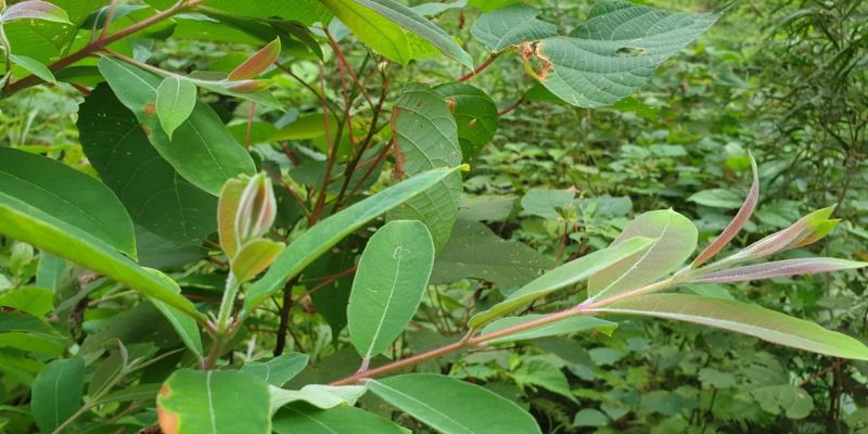 Cây thành ngạnh thường xuất hiện trong nhiều bài thuốc Đông Y