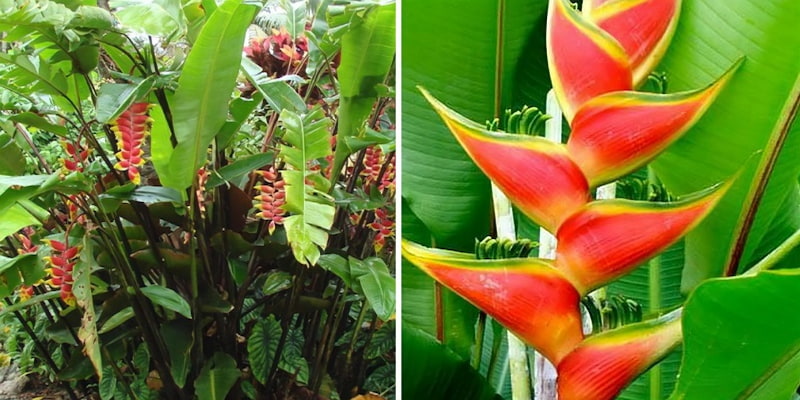 Công dụng của cây chuối pháo