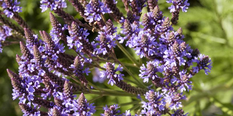 Đôi nét về hoa cỏ roi ngựa