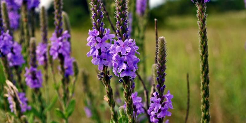 Khả năng phân bổ của hoa cỏ roi ngựa