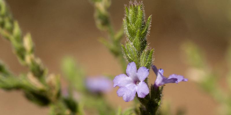 Tác dụng mà hoa cỏ roi ngựa đem lại