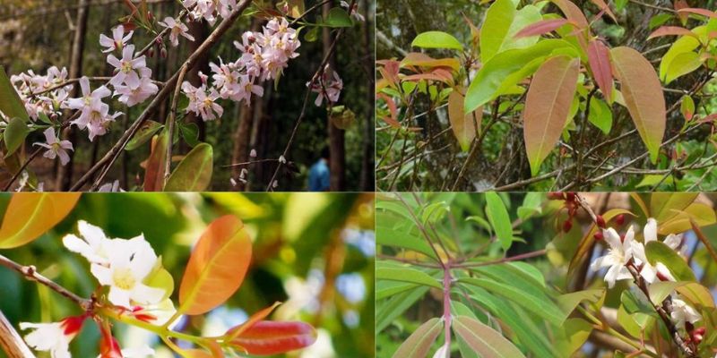 Hoa của cây thành ngạnh mang vẻ đẹp dịu nhẹ giúp tăng tính thẩm mỹ