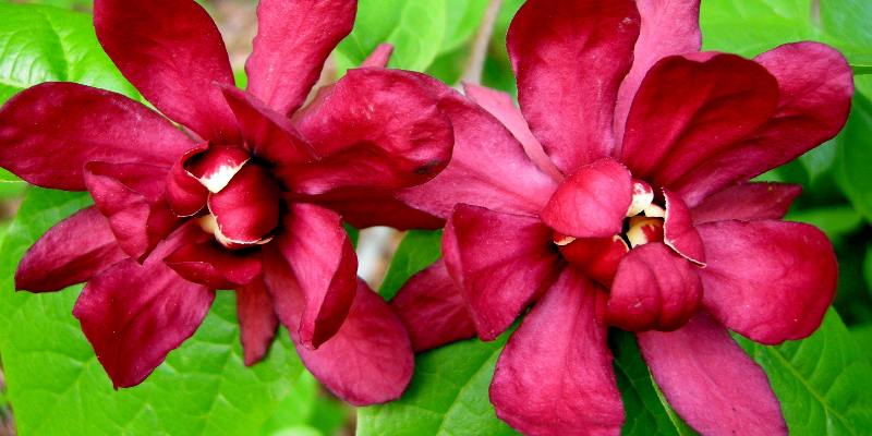 Đôi nét về hoa dẻ đỏ