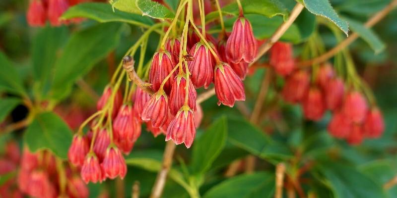 Nguồn gốc xuất xứ của hoa dẻ đỏ