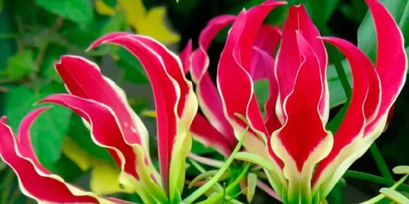 Ý nghĩa của loài hoa dẻ đỏ