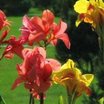 Công dụng của hoa dong riềng đỏ trong đời sống