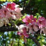 hoa muồng hoa đào