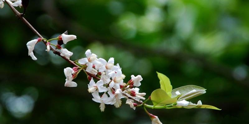 Hoa thành ngạnh thường mang sắc hồng nhạt dịu nhẹ