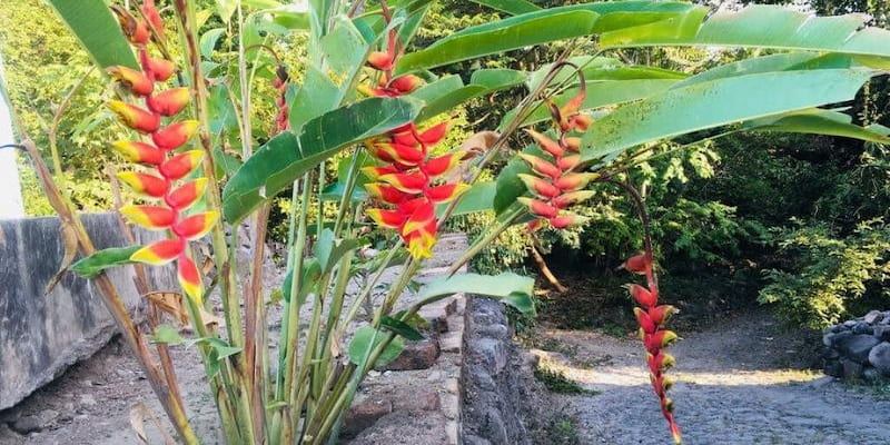 Quá trình trồng và chăm sóc cây chuối pháo