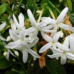 Top hoa chưng cất thành tinh dầu - Hoa nhài