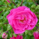 Top hoa trồng ở vùng bán sơn địa - Hoa hồng leo