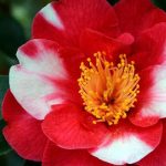 Top hoa trồng ở vùng bán sơn địa - Hoa trà my