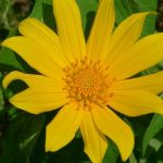 Top hoa trong vườn quốc gia Ba Vì - Hoa dã quỳ