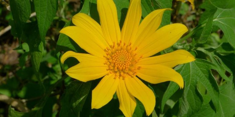 Top hoa trong vườn quốc gia Ba Vì - Hoa dã quỳ